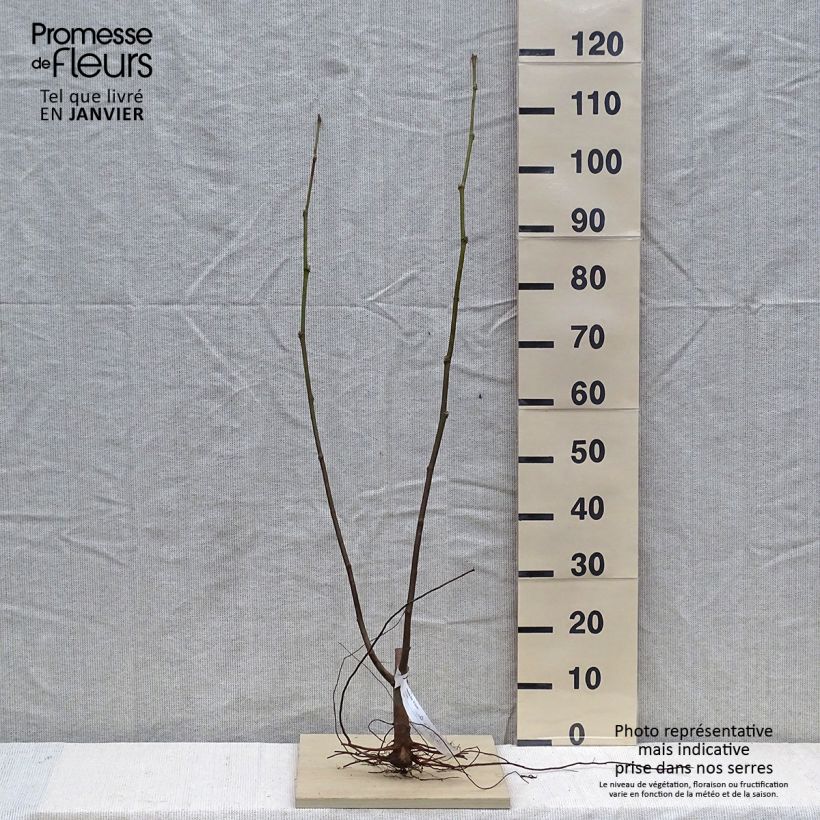 Exemplar von Platanus hispanica El Gordo - Ahornblättrige Platane Wurzelnackt wie im Winter geliefert