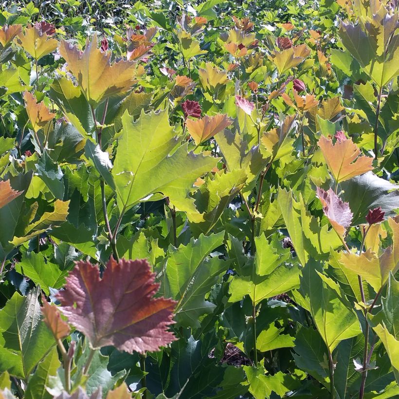 Platanus x hispanica Spartan - Ahornblättrige Platane (Laub)