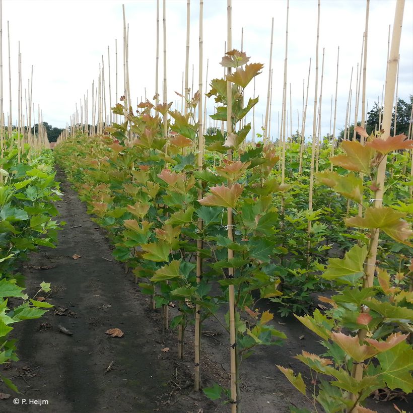Platanus x hispanica Spartan - Ahornblättrige Platane (Wuchs)