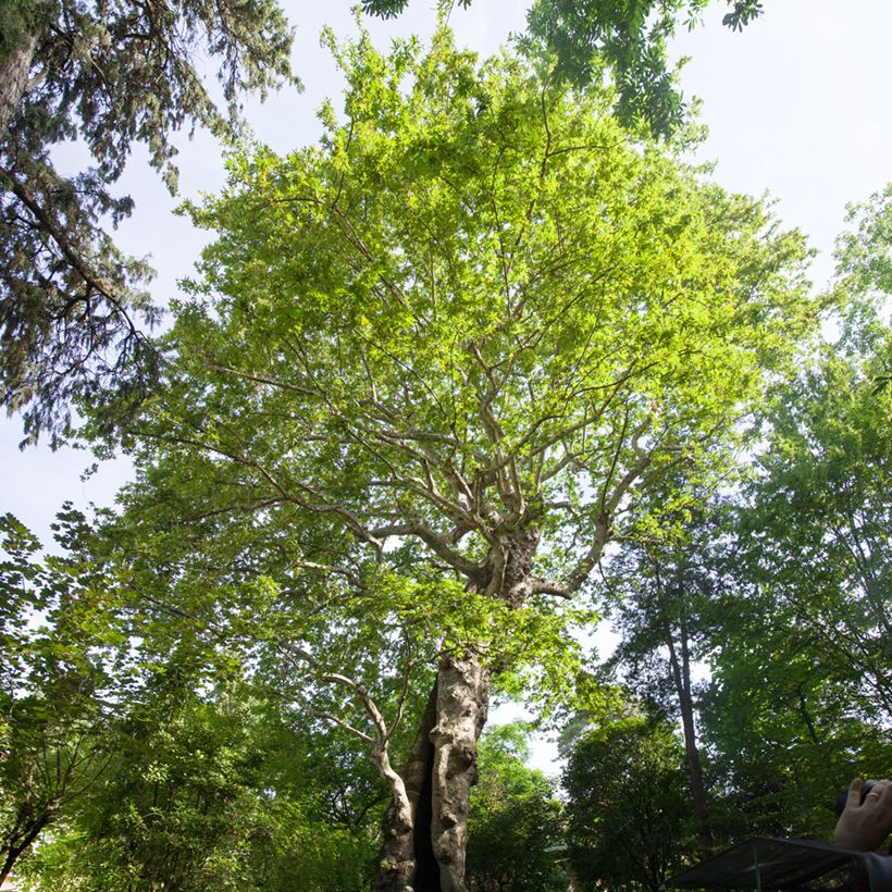 Platanus orientalis - Morgenländische Platane (Wuchs)