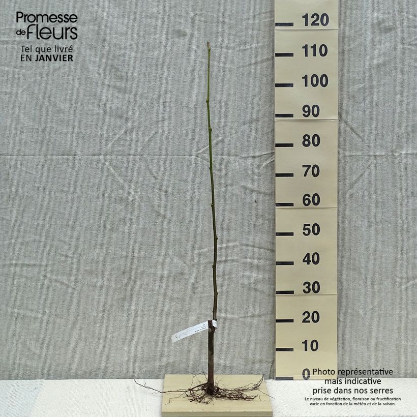 Exemplar von Platanus hispanica Malburg - Ahornblättrige Platane Wurzelnackt wie im Winter geliefert