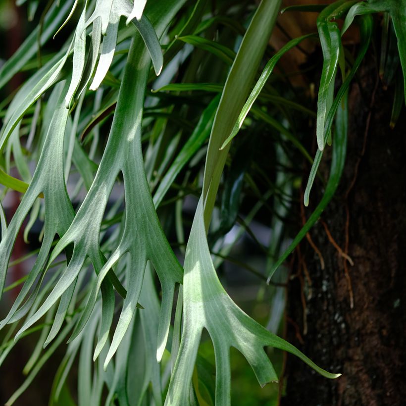 Geweihfarn - Platycerium bifurcatum (Laub)