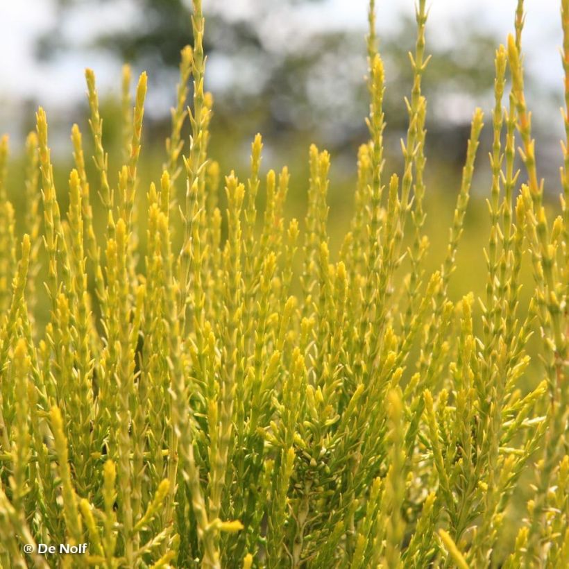 Platycladus orientalis Franky Boy - Morgenländische Lebensbaum (Foliage)