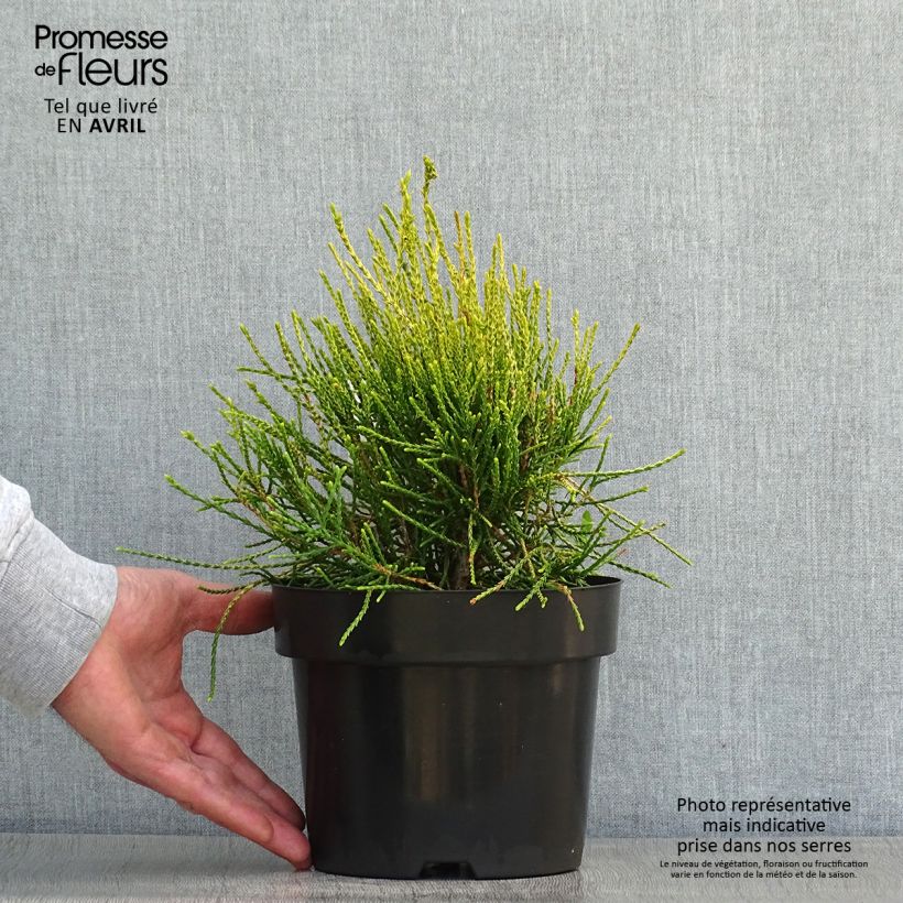 Example of Platycladus orientalis Franky Boy - Morgenländische Lebensbaum Topf mit 2L/3L as you get in printemps