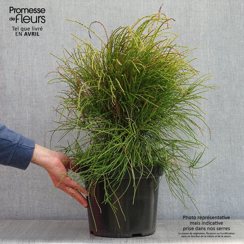 Example of Platycladus orientalis Franky Boy - Morgenländische Lebensbaum Topf mit 7,5L/10L as you get in printemps