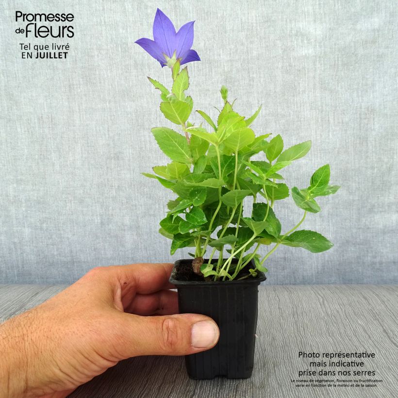 Exemplar von Ballonblume Mariesii - Platycodon grandiflorus Kleine Töpfe von 7/8 cm wie im Sommer geliefert