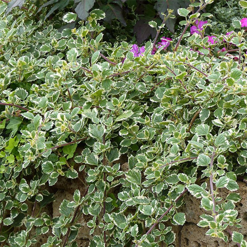 Plectranthus coleoides Variegatus - Weihrauch (Wuchs)
