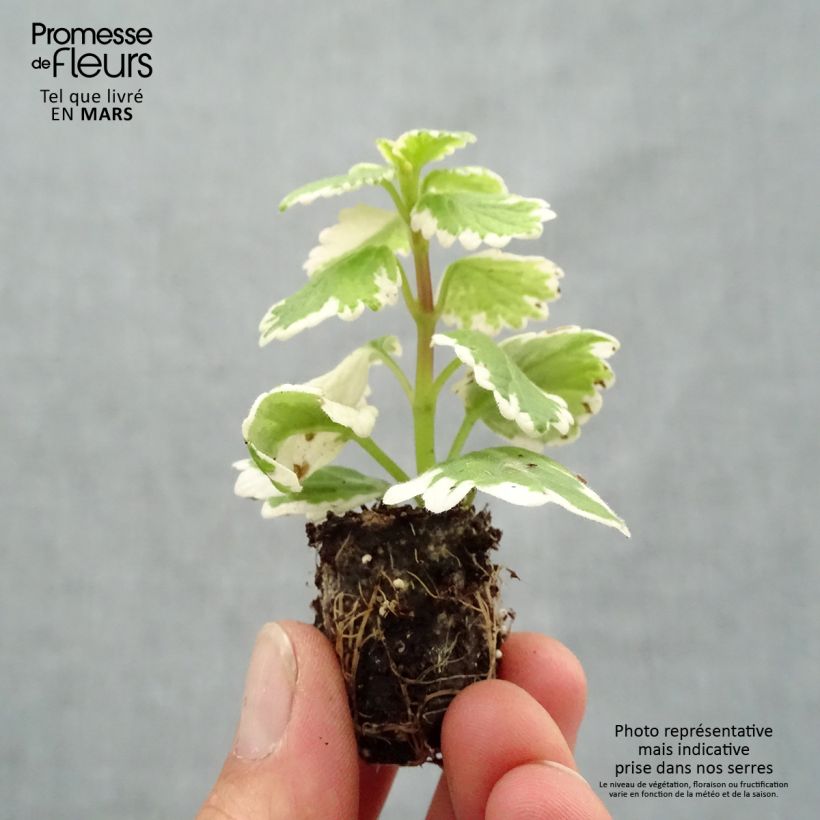 Exemplar von Plectranthus coleoides Variegatus - Weihrauch Mini-Plug Ø 1,5/2,5 cm wie im Frühjahr geliefert