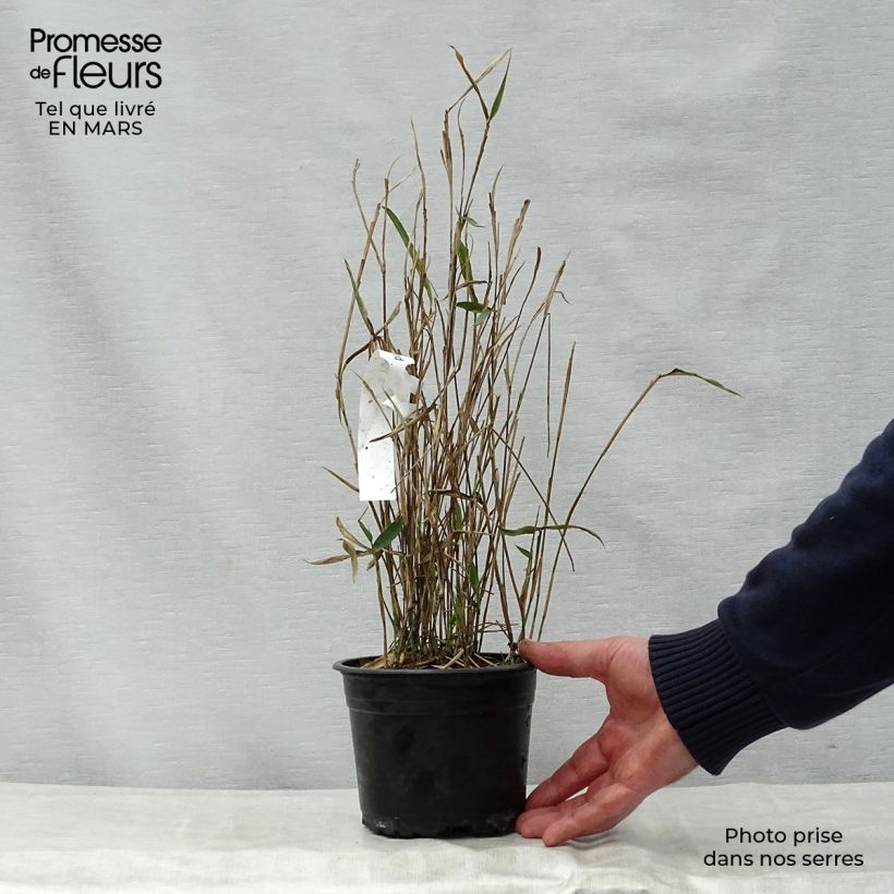 Example of Pleioblastus argenteostriatus Pumilus - Zwergbambus Topf mit 1L/1,5L as you get in printemps