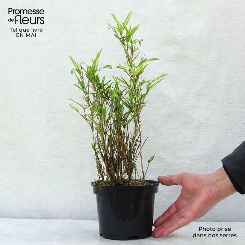Example of Pleioblastus fortunei Variegatus - Zwergbambus Topf mit 1L/1,5L as you get in printemps