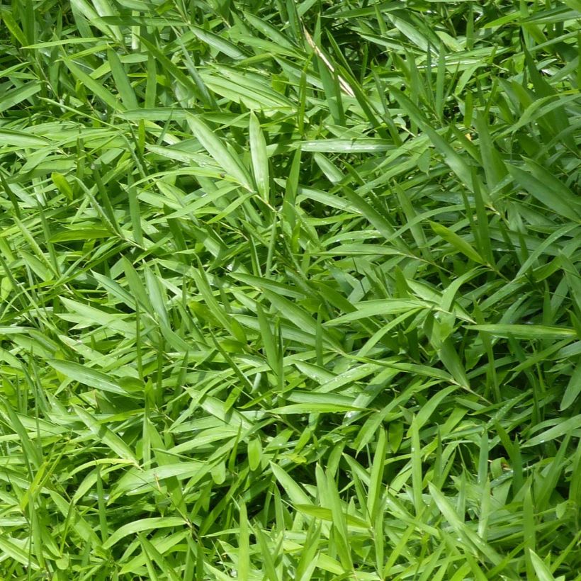 Pleioblastus pygmaeus Distichus - Zwergbambus (Foliage)