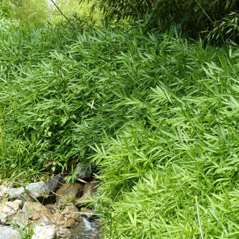 Pleioblastus pygmaeus Distichus - Zwergbambus (Plant habit)