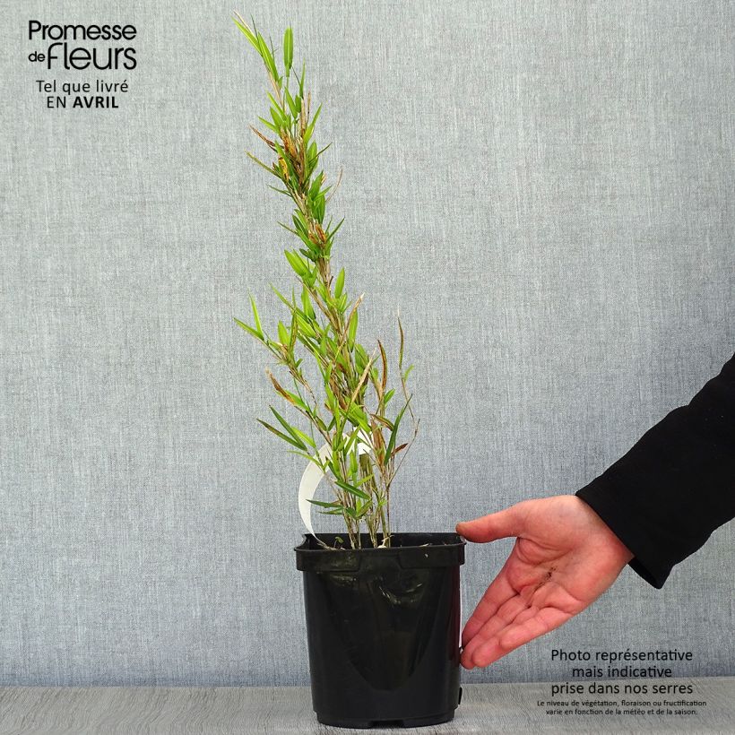 Example of Pleioblastus shibuyanus Tsuboï - Zwergbambus Topf mit 1,5L/2L as you get in printemps