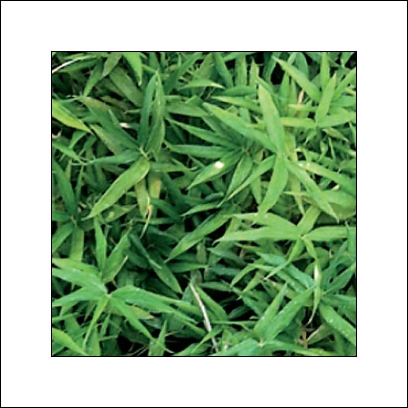 Pleioblastus viridistriatus Vagans - Zwergbambus (Laub)