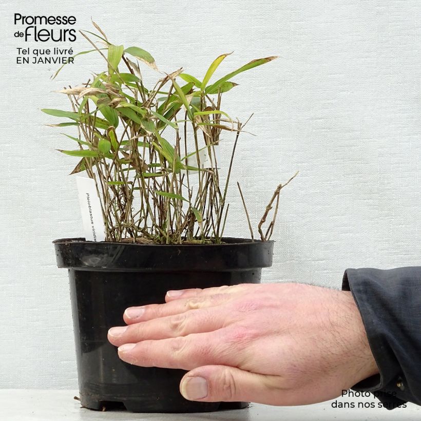 Exemplar von Pleioblastus viridistriatus Vagans - Zwergbambus Topf mit 1L/1,5L wie im Winter geliefert