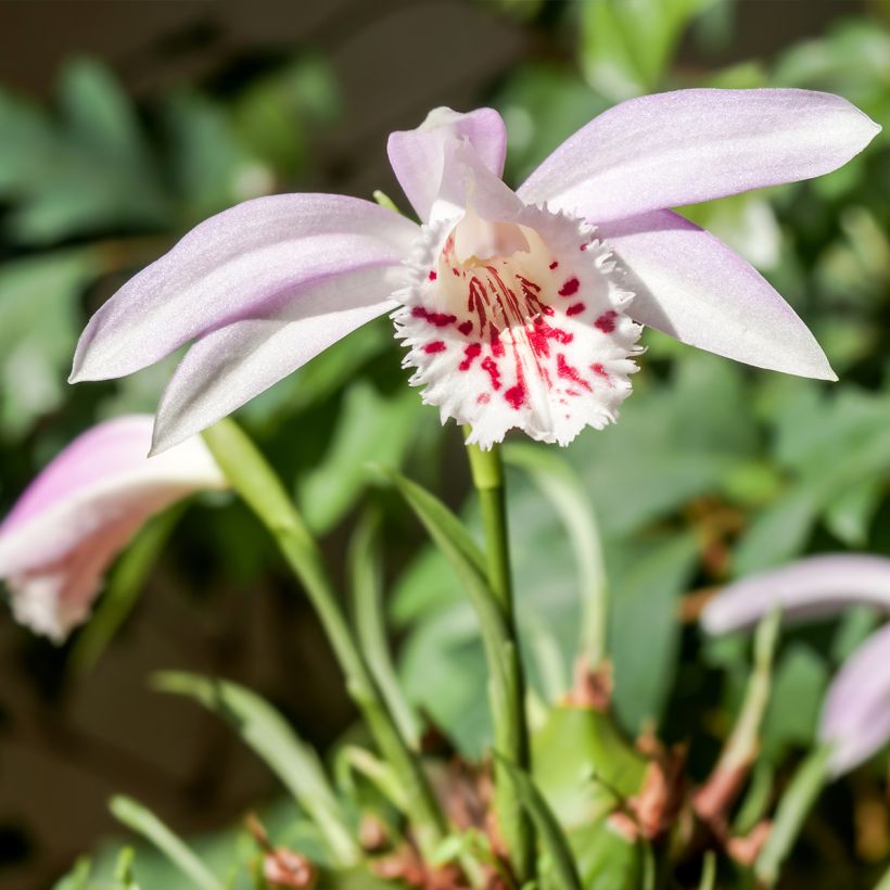 Pleione Glacier Peak - Tibetorchidee (Wuchs)