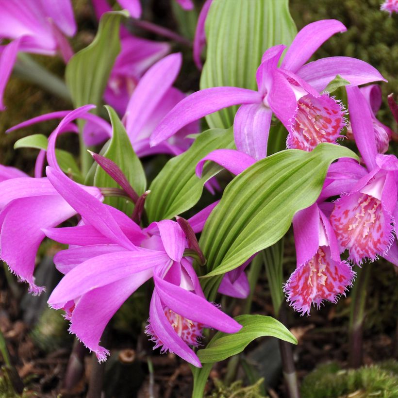 Pleione hybrida Tongariro - Tibetorchidee (Wuchs)