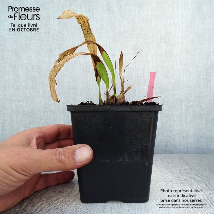 Exemplar von Pleione formosana - Orchidee Kleine Töpfe von 8/9 cm wie im Herbst geliefert