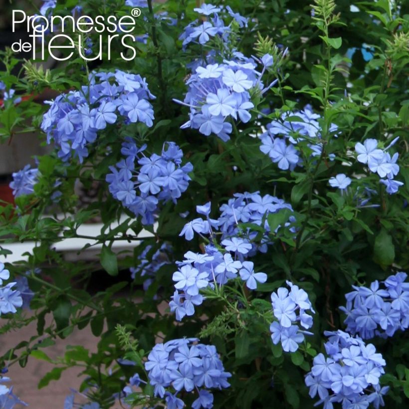 Plumbago auriculata Dark Blue - Kap-Bleiwurz (Flowering)