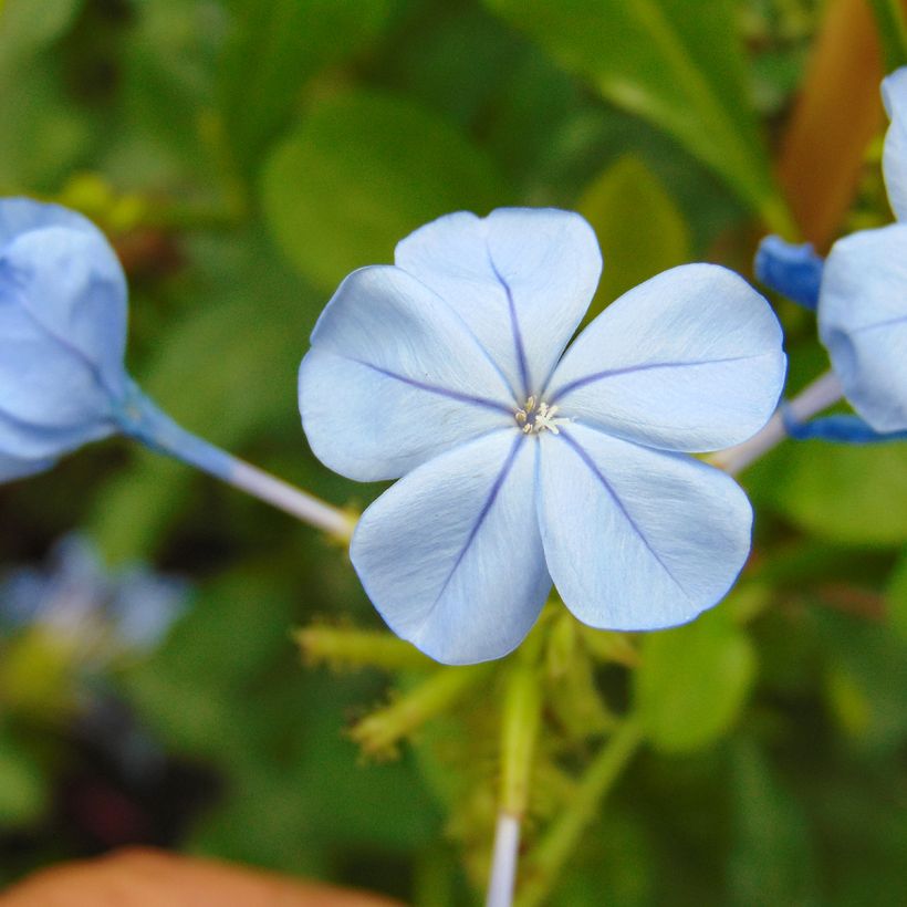 Plumbago auriculata - Kap-Bleiwurz (Flowering)