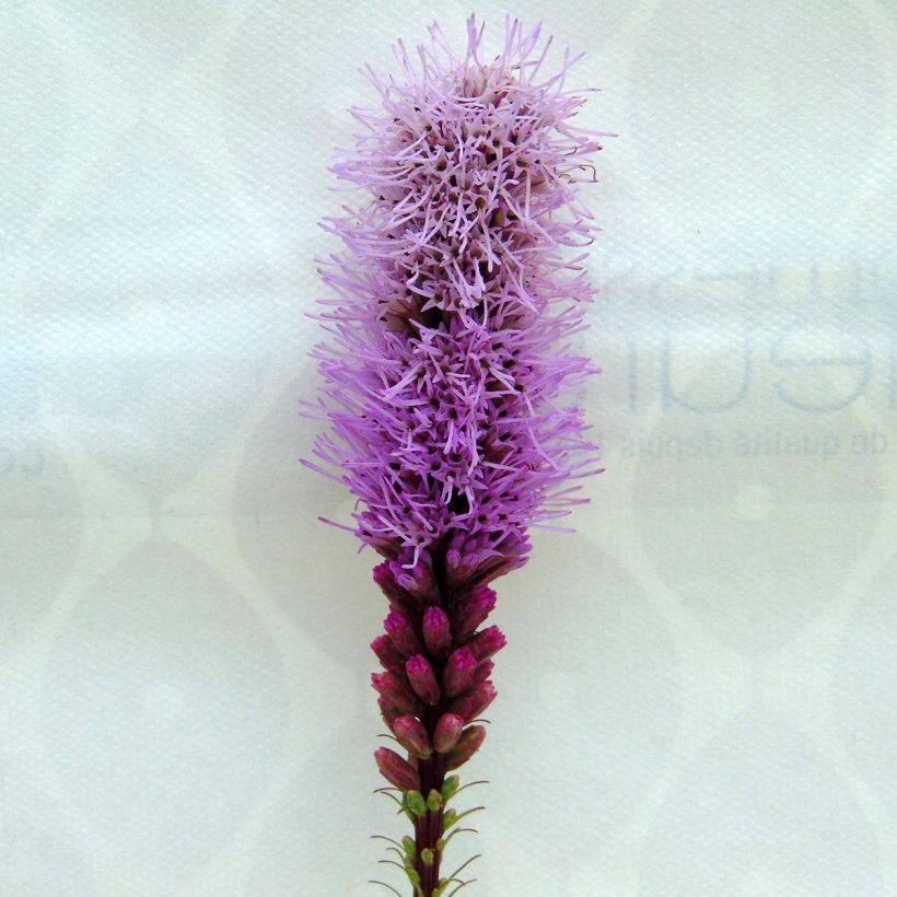 Ährige Prachtscharte Floristan Violett - Liatris spicata (Flowering)