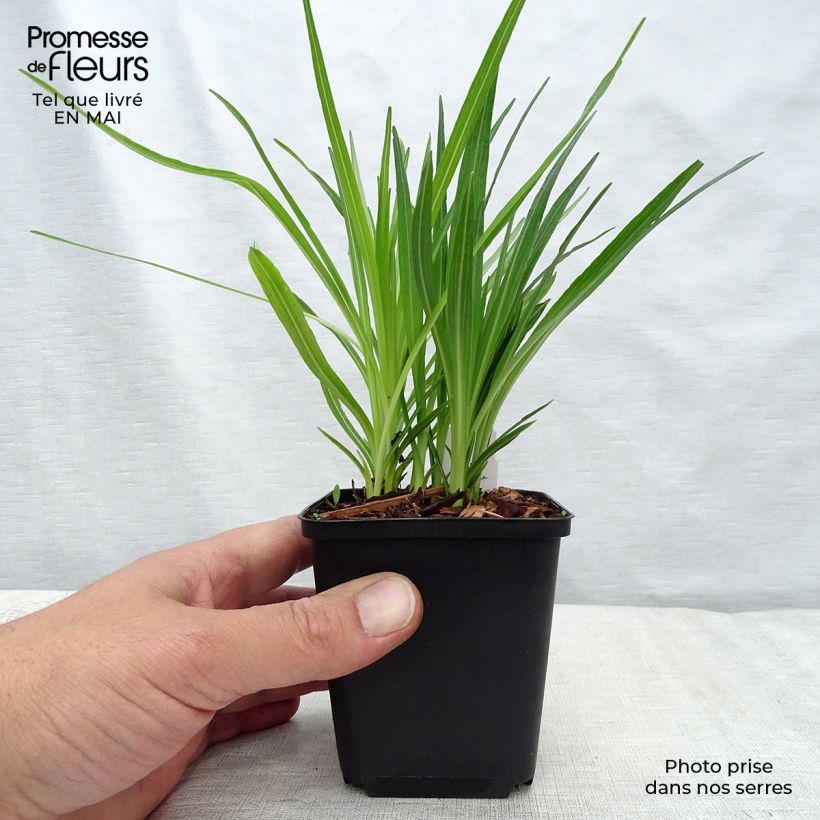 Exemplar von Ährige Prachtscharte Floristan Weiß - Liatris spicata Kleine Töpfe von 8/9 cm wie im Frühjahr geliefert