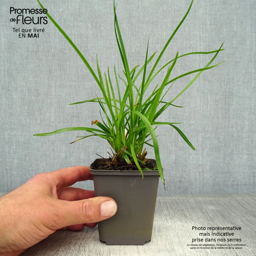 Example of Poa chaixii - Chaix-Rispengras Kleine Töpfe von 8/9 cm as you get in printemps