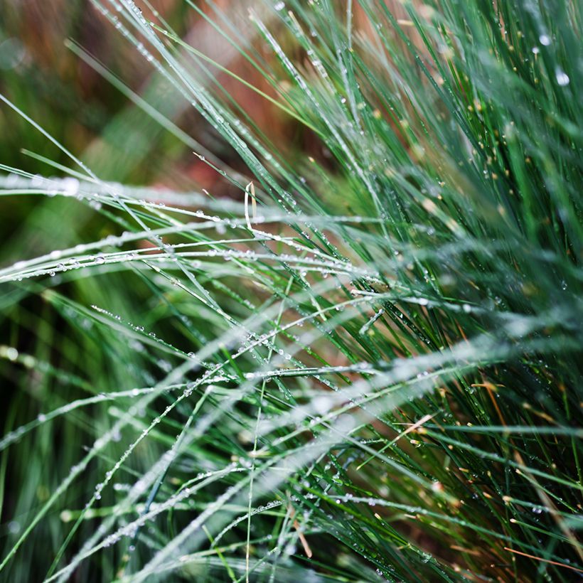 Poa glauca Blue Hills (Laub)