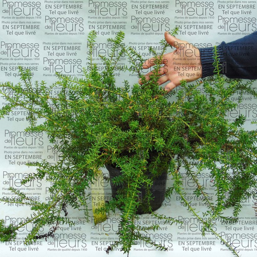 Beispiel eines Exemplars von Podocarpus nivalis - Berg-Steineibe Topf mit 2L/3L wie geliefert