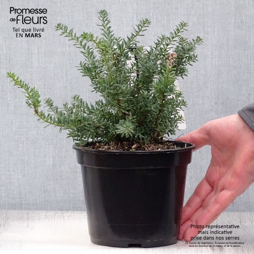 Example of Podocarpus lawrencii Blue Gem - Steineibe Topf mit 2L/3L as you get in printemps