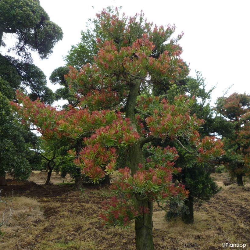 Podocarpus macrophyllus Mood Ring - Grossblättrige Steineibe (Wuchs)