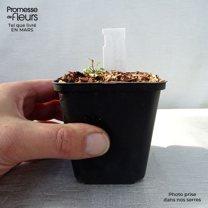 Exemplar von Podophyllum hexandrum - Himalaya-Maiapfel Kleine Töpfe von 8/9 cm wie im Frühjahr geliefert