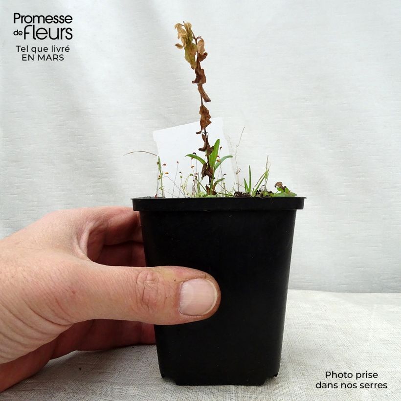 Example of Podophyllum peltatum - Maiapfel Kleine Töpfe von 8/9 cm as you get in printemps