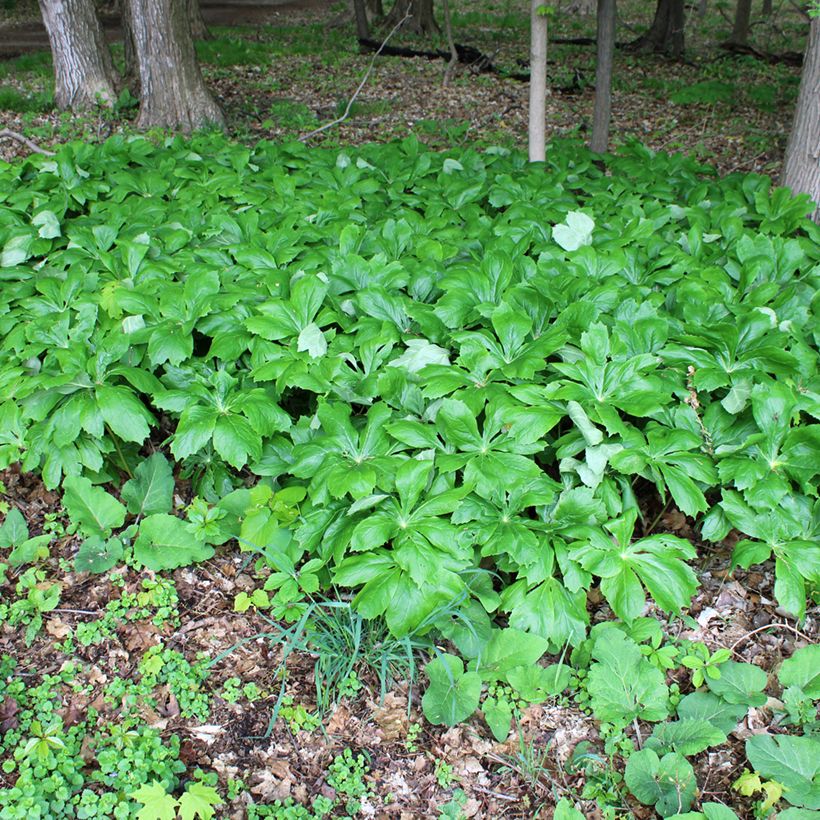 Podophyllum peltatum - Maiapfel (Plant habit)