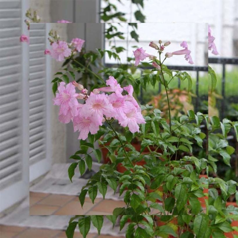 Podranea ricasoliana Comtesse Sarah - Trompetenwein (Wuchs)