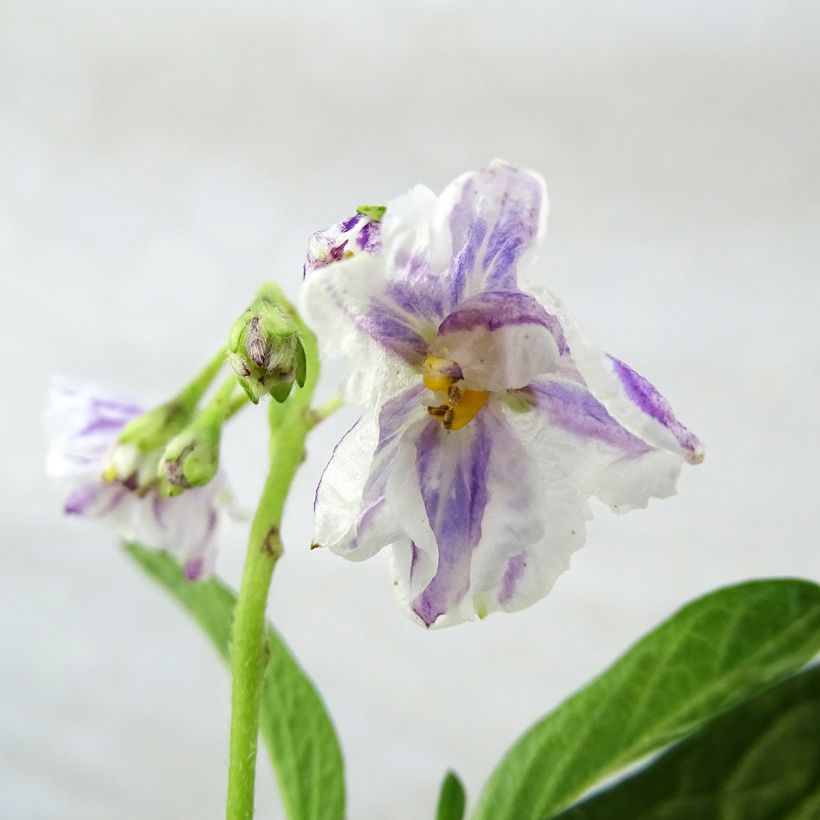 Pepino - Solanum muricatum (Flowering)