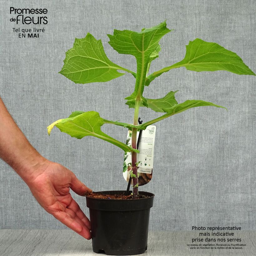 Exemplar von Smallanthus sonchifolius - Yacón  Topf mit 1,5L/2L wie im Frühjahr geliefert