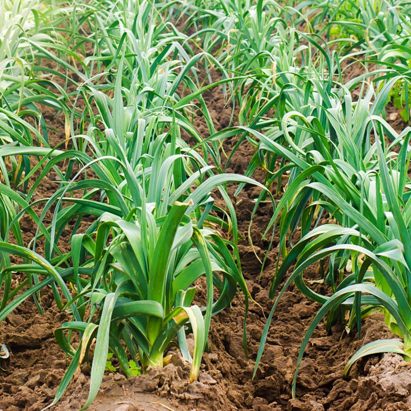 Lauch-Porree Electra (Wuchs)