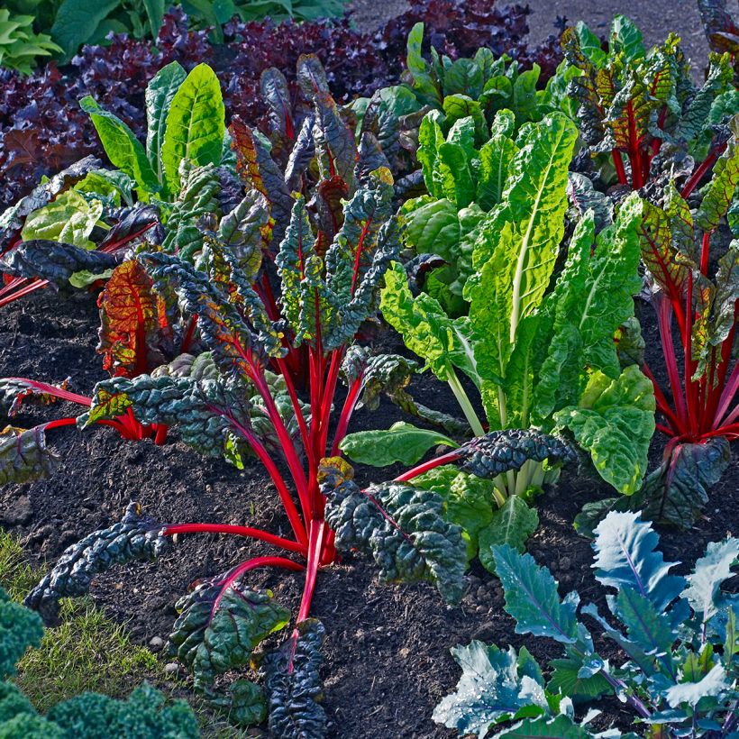 Mangold Bright Lights (Plant habit)