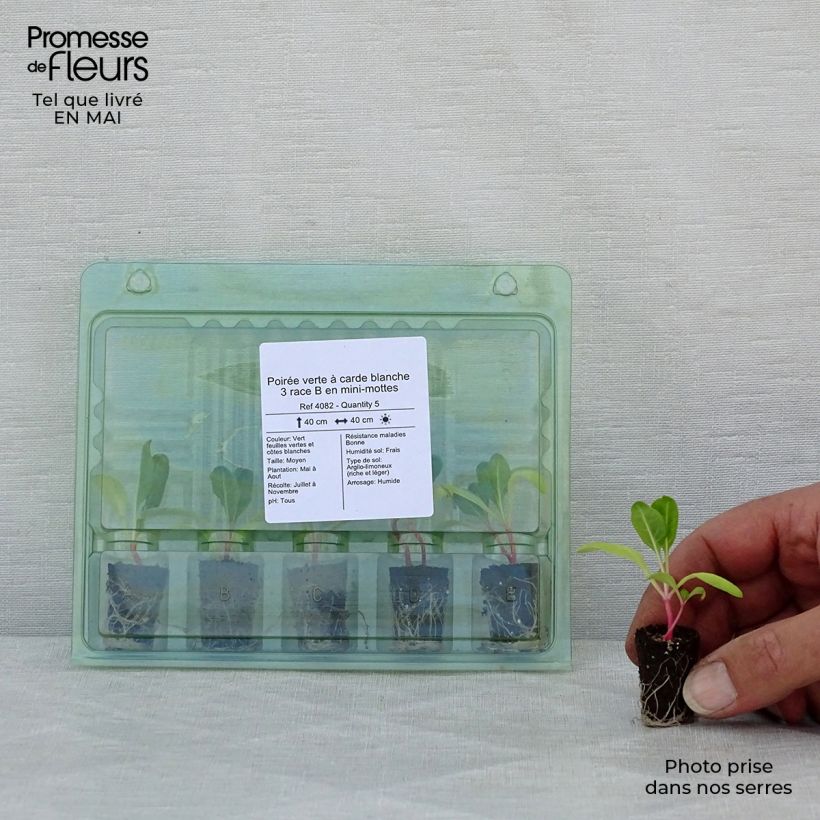 Exemplar von Grüner Mangold with White Rib 3 race B in seedlings Mini-Plug Ø 1,5/2,5 cm wie im Frühjahr geliefert