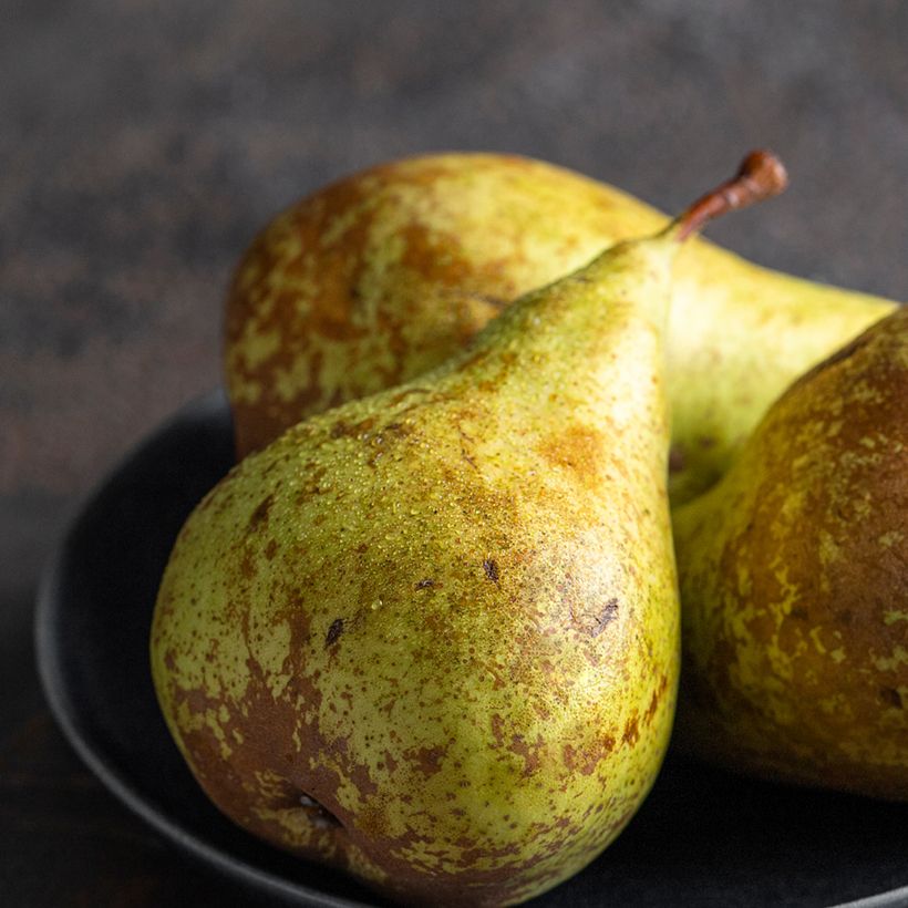 Birnbaum André Desportes Bio - Pyrus communis (Ernte)