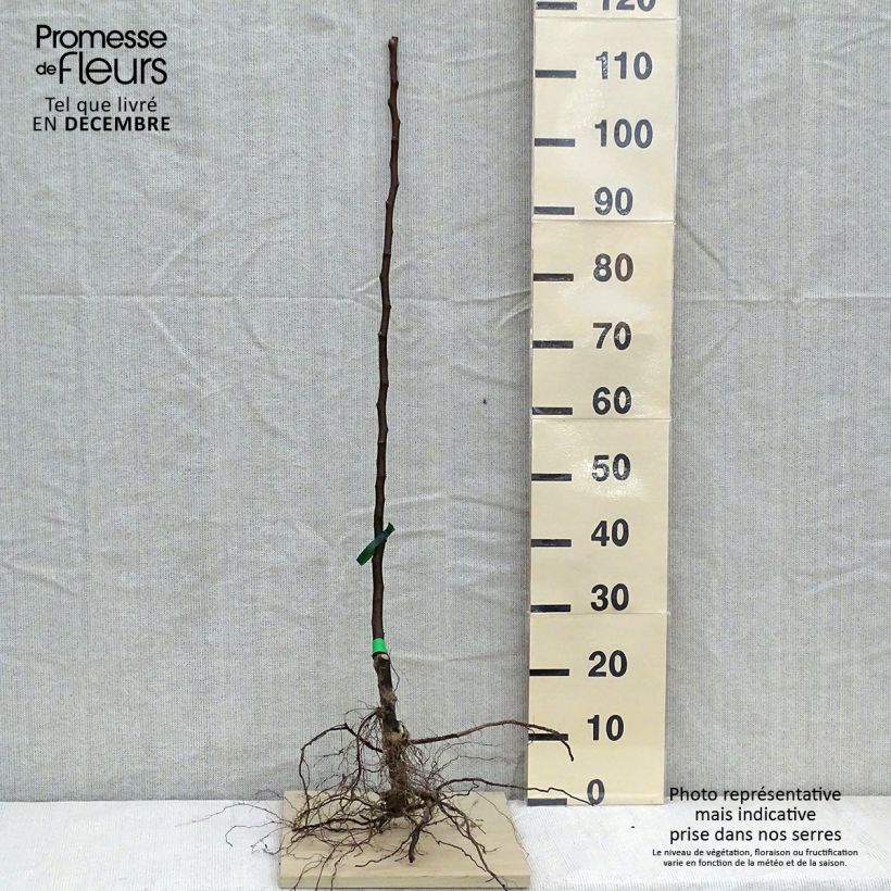 Exemplar von Birnbaum Beurré Clairgeau - Pyrus communis Wurzelnackt, Heister wie im Winter geliefert