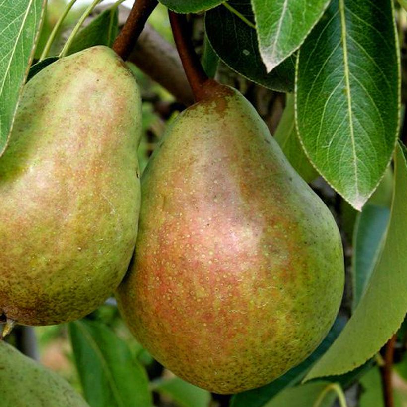 Birnbaum Beurré Clairgeau - Pyrus communis (Ernte)
