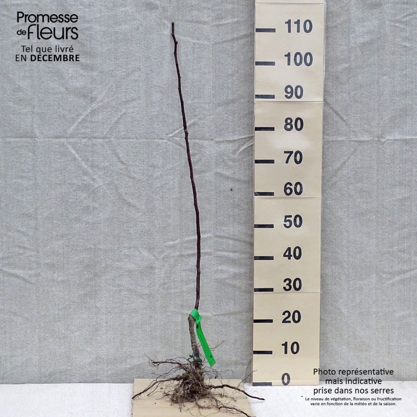 Exemplar von Birnbaum Beurré Giffard - Pyrus communis Wurzelnackt, Heister wie im Winter geliefert