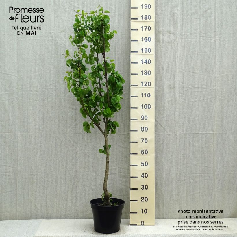Exemplar von Birnbaum Beurré Giffard - Pyrus communis Topf mit 7,5L/10L, Gobelet-Form wie im Frühjahr geliefert