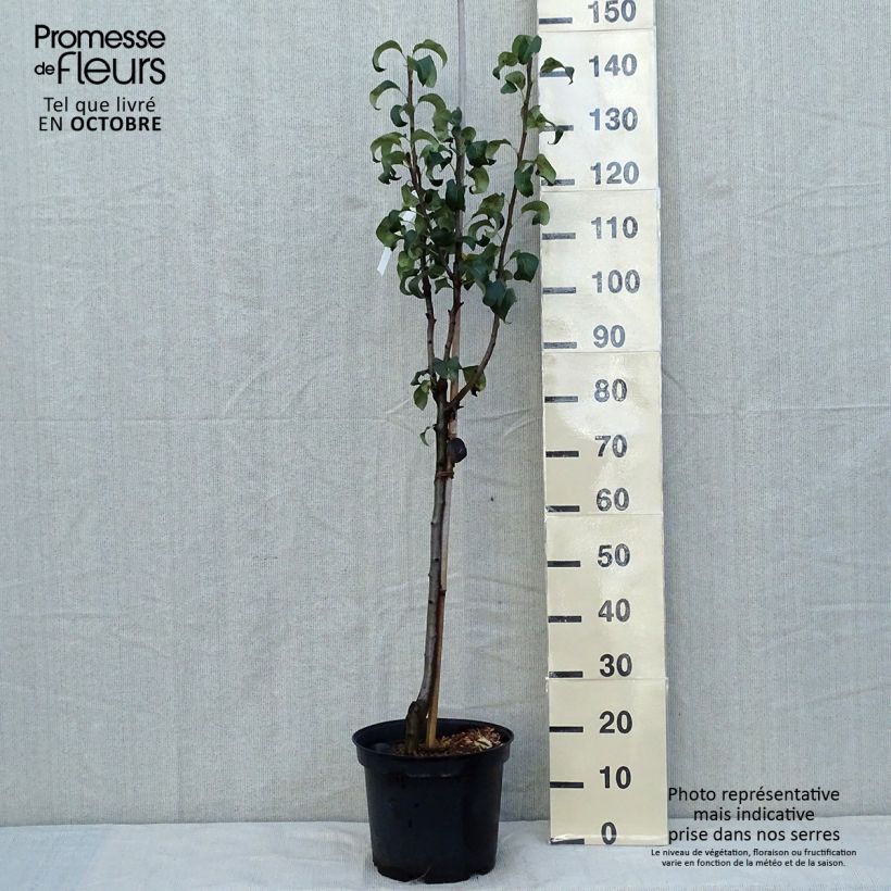 Exemplar von Birnbaum Beurre Hardy - Pyrus communis Topf mit 7,5L/10L, Halbstamm wie im Herbst geliefert