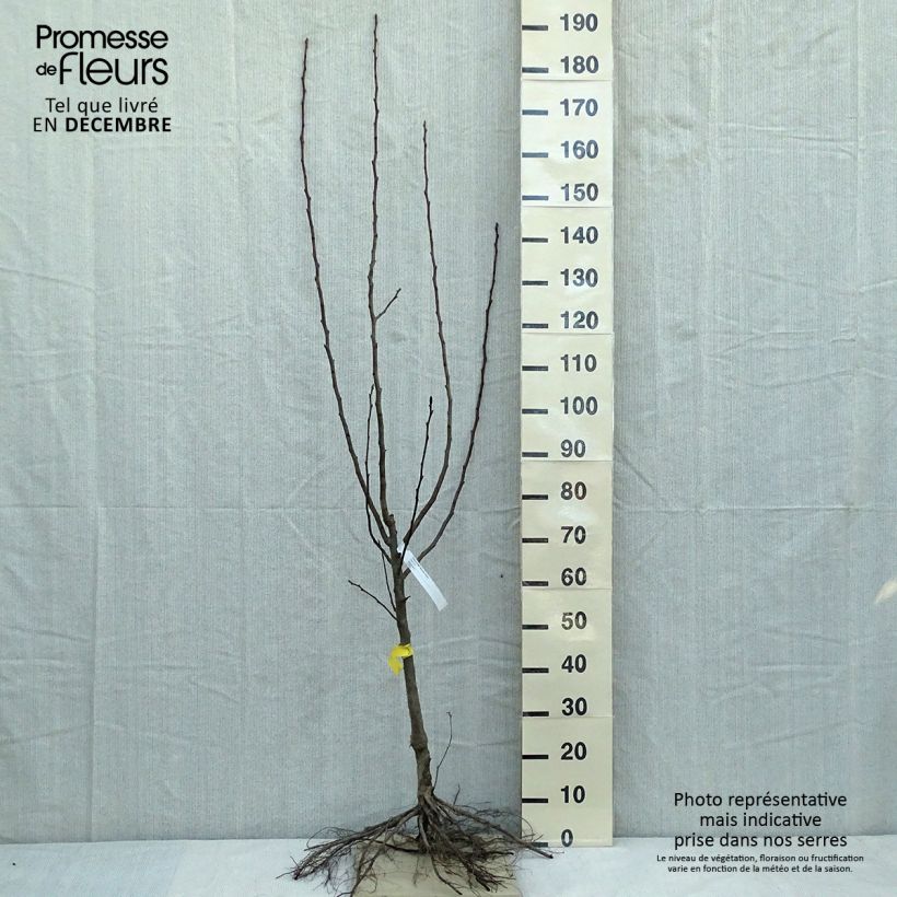 Exemplar von Birnbaum Beurre Hardy - Pyrus communis Wurzelnackt, Gobelet-Form wie im Winter geliefert