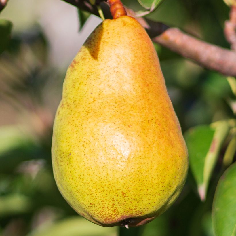 Birnbaum Beurré Lebrun Bio - Pyrus communis (Ernte)