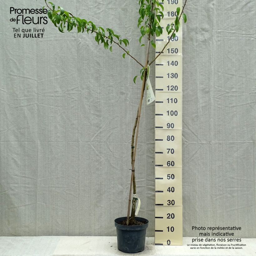Exemplar von Birnbaum Charneux - Pyrus communis Topf mit 7,5L/10L, Halbstamm wie im Sommer geliefert