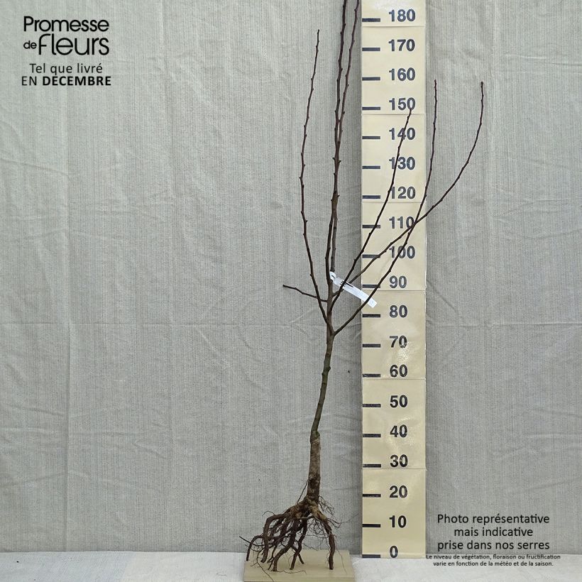 Exemplar von Birnbaum Clapp’s Favorite - Pyrus communis Wurzelnackt, Gobelet-Form wie im Winter geliefert